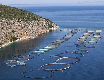 專精特新 "小巨人"企業